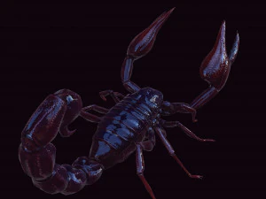 Scorpion Black Emperor SCORPION ARACHNID MONSTER ARACHNID 3D Model