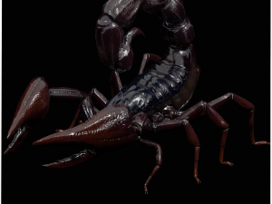 Scorpion Black Emperor SCORPION ARACHNID MONSTER ARACHNID 3D Model