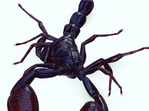 Scorpion Black Emperor SCORPION ARACHNID MONSTER ARACHNID 3D Model