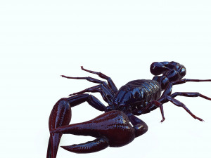 Scorpion Black Emperor SCORPION ARACHNID MONSTER ARACHNID 3D Model