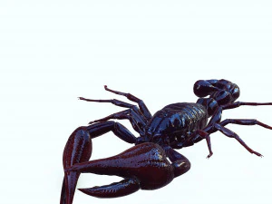 Scorpion Black Emperor SCORPION ARACHNID MONSTER ARACHNID 3D Model