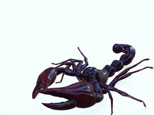 Scorpion Black Emperor SCORPION ARACHNID MONSTER ARACHNID 3D Model