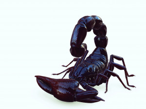 Scorpion Black Emperor SCORPION ARACHNID MONSTER ARACHNID 3D Model
