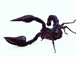 Scorpion Black Emperor SCORPION ARACHNID MONSTER ARACHNID 3D Model