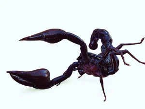 Scorpion Black Emperor SCORPION ARACHNID MONSTER ARACHNID 3D Model