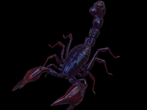 Scorpion Black Emperor SCORPION ARACHNID MONSTER ARACHNID 3D Model