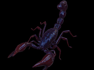 Scorpion Black Emperor SCORPION ARACHNID MONSTER ARACHNID 3D Model