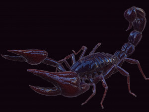 Scorpion Black Emperor SCORPION ARACHNID MONSTER ARACHNID 3D Model