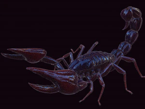 Scorpion Black Emperor SCORPION ARACHNID MONSTER ARACHNID 3D Model