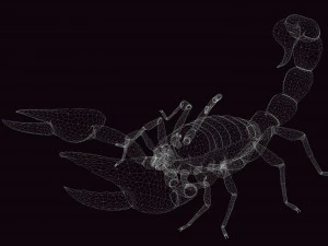 Scorpion Black Emperor SCORPION ARACHNID MONSTER ARACHNID 3D Model