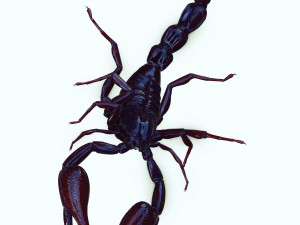 Scorpion Black Emperor SCORPION ARACHNID MONSTER ARACHNID 3D Model