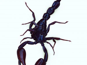 Scorpion Black Emperor SCORPION ARACHNID MONSTER ARACHNID 3D Model