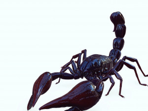 Scorpion Black Emperor SCORPION ARACHNID MONSTER ARACHNID 3D Model