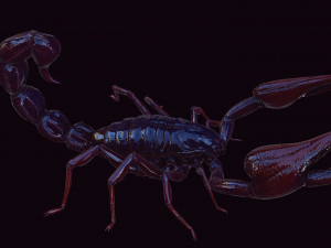 Scorpion Black Emperor SCORPION ARACHNID MONSTER ARACHNID 3D Model