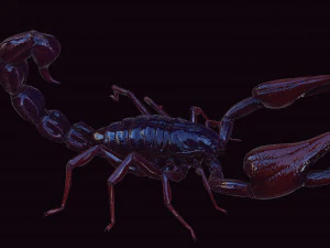Scorpion Black Emperor SCORPION ARACHNID MONSTER ARACHNID 3D Model