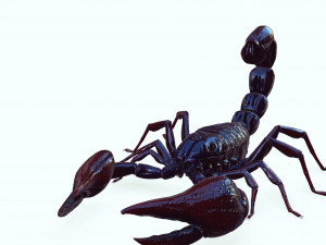 Scorpion Black Emperor SCORPION ARACHNID MONSTER ARACHNID 3D Model