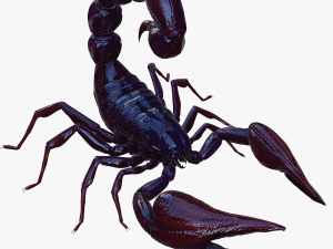 Scorpion Black Emperor SCORPION ARACHNID MONSTER ARACHNID 3D Model