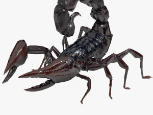 Scorpion Black Emperor SCORPION ARACHNID MONSTER ARACHNID 3D Model