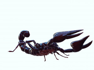 Scorpion Black Emperor SCORPION ARACHNID MONSTER ARACHNID 3D Model