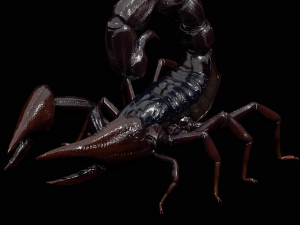 Scorpion Black Emperor SCORPION ARACHNID MONSTER ARACHNID 3D Model