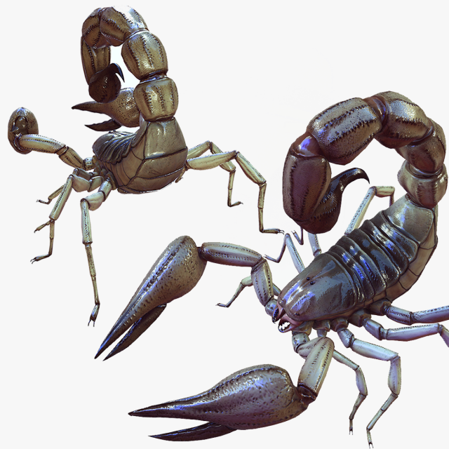 Water Scorpion 3D Модель .c4d .max .obj .3ds .fbx .stl .blend 