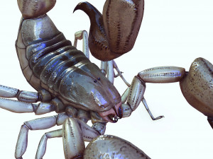 Water Scorpion 3D Модель