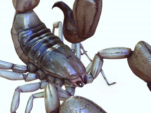Water Scorpion 3D Model