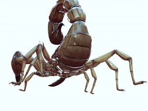 Water Scorpion 3D Model