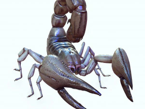 Water Scorpion 3D Model