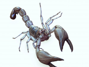 Water Scorpion 3D Модель