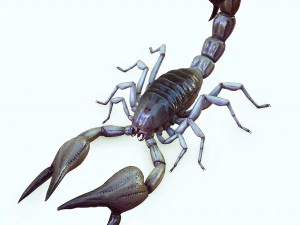 Water Scorpion 3D Model