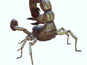Water Scorpion 3D Модель