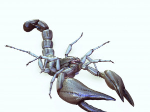 Water Scorpion 3D Модель