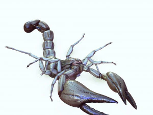Water Scorpion 3D Model