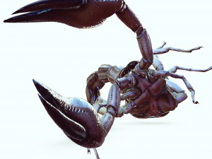 Water Scorpion 3D Model