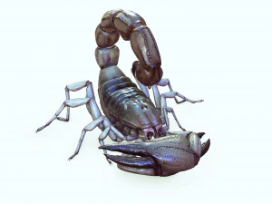 Water Scorpion 3D Model