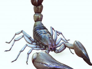 Water Scorpion 3D Model