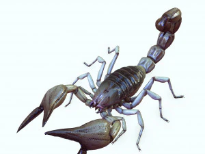 Water Scorpion 3D Model