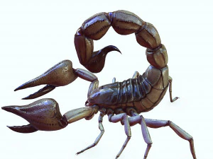 Water Scorpion 3D Model