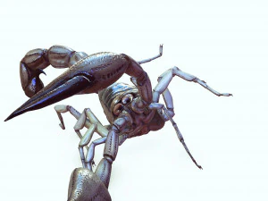 Water Scorpion 3D Model