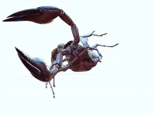 Water Scorpion 3D Model