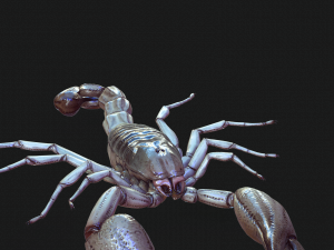Water Scorpion 3D Модель
