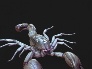 Water Scorpion 3D Model