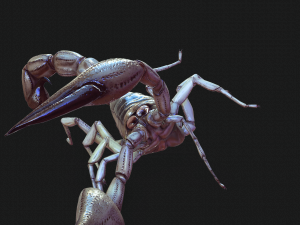 Water Scorpion 3D Модель