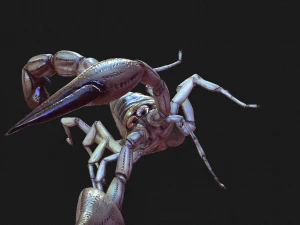 Water Scorpion 3D Model