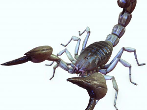 Water Scorpion 3D Model