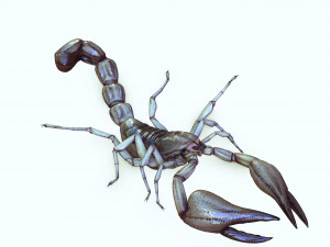 Water Scorpion 3D Модель