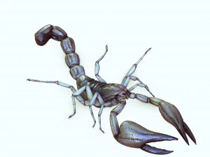 Water Scorpion 3D Model