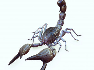 Water Scorpion 3D Модель