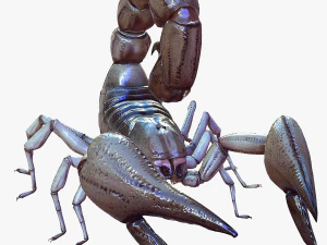 Water Scorpion 3D Model